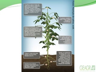 Fonte:Nutriçãodesafras,2018.
 