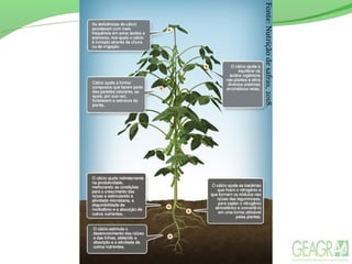 Fonte:Nutriçãodesafras,2018.
 