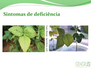 Sintomas de deficiência
Fonte:Biosoja-Agrociência,2018.Fonte:Biosoja-Agrociência,2018.
 