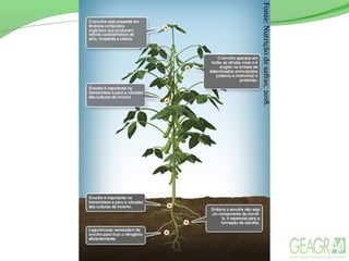 Fonte:Nutriçãodesafras,2018.
 