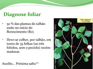Diagnose foliar
• 50 % das plantas do talhão 
estão no início do 
florescimento (R1);
• Deve-se colher, por talhão, em 
torno de 35 folhas (os três 
folíolos, sem o pecíolo) recém-
maduras.
Auxílio... Próxima safra**
Fonte: Tecnologia e produção – Soja e milho, 2018.
 
