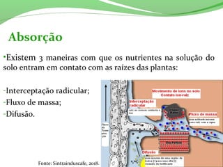 Absorção
•Existem 3 maneiras com que os nutrientes na solução do
solo entram em contato com as raízes das plantas:
-Interceptação radicular;
-Fluxo de massa;
-Difusão.
Fonte: Sintrainduscafe, 2018.
 