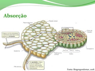 Absorção
Fonte: Biogeogondomar, 2018.
 