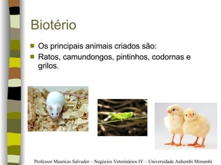 Biotério Os principais animais criados são: Ratos, camundongos, pintinhos, codornas e grilos. 