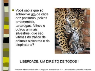 Você sabia que só sobrevive  um  de cada dez pássaros, peixes ornamentais, tartarugas, felinos e outros animais silvestres, que são vítimas do tráfico de animais silvestres e da biopirataria? LIBERDADE, UM DIREITO DE TODOS ! 
