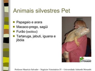 Animais silvestres Pet Papagaio e arara Macaco-prego, sagüi Furão ( exótico ) Tartaruga, jabuti, iguana e jibóia 