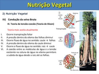 2) Nutrição Vegetal
IV) Condução da seiva Bruta
III. Teoria da tensão-coesão (Teoria de Dixon)
Teoria mais aceita atualmente
I. Ocorre transpiração foliar
II. A pressão dentro do xilema das folhas diminui
III. Ocorre fluxo de água no sentido: caule → folhas
IV. A pressão dentro do xilema do caule diminui
V. Ocorre o fluxo de água no sentido: raiz → caule
VI. A coesão entre as moléculas de água e a tensão
existente na coluna de água no xilema permitem
a subida da água desde a raiz até as folhas.
Transpiração
Nutrição VegetalNutrição Vegetal
 