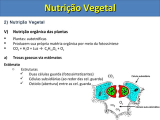 2) Nutrição Vegetal
V) Nutrição orgânica das plantas
 Plantas: autotróficas
 Produzem sua própria matéria orgânica por meio da fotossíntese
 CO2 + H2O + Luz → C6H12O6 + O2
a) Trocas gasosas via estômatos
Estômato
o Estruturas
 Duas células guarda (fotossintetizantes)
 Células subsidiárias (ao redor das cel. guarda)
 Ostiolo (abertura) entre as cel. guarda
CO2
O2
Nutrição VegetalNutrição Vegetal
 