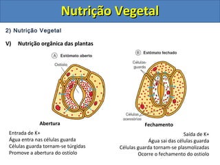 2) Nutrição Vegetal
V) Nutrição orgânica das plantas
Abertura
Entrada de K+
Água entra nas células guarda
Células guarda tornam-se túrgidas
Promove a abertura do ostíolo
Fechamento
Saída de K+
Água sai das células guarda
Células guarda tornam-se plasmolizadas
Ocorre o fechamento do ostiolo
Nutrição VegetalNutrição Vegetal
 