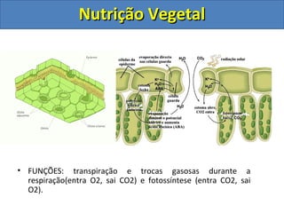 • FUNÇÕES: transpiração e trocas gasosas durante a
respiração(entra O2, sai CO2) e fotossíntese (entra CO2, sai
O2).
Nutrição VegetalNutrição Vegetal
 