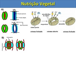 Nutrição VegetalNutrição Vegetal
 