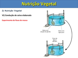 2) Nutrição Vegetal
VI) Condução de seiva elaborada
Experimento do fluxo de massa
Nutrição VegetalNutrição Vegetal
 
