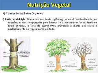 3) Condução da Seiva Orgânica
I) Anéis de Malpighi: O intumescimento da região logo acima do anel evidencia que
substâncias são transportadas pelo floema. Se o anelamento for realizado no
caule principal, a falta de suprimentos provocará a morte das raízes e
posteriormente do vegetal como um todo.
Nutrição VegetalNutrição Vegetal
 