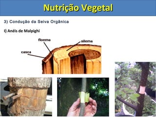 3) Condução da Seiva Orgânica
I) Anéis de Malpighi
Nutrição VegetalNutrição Vegetal
 
