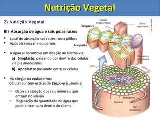 2) Nutrição Vegetal
III) Absorção de água e sais pelas raízes
 Local de absorção nas raízes: zona pilífera
 Após atravessar a epiderme:
 A água se locomove em direção ao xilema via:
a) Simplasto: passando por dentro das células
via plasmodesmos.
b) Apoplasto: passando entre as células
 Ao chegar na endoderme:
Simplasto
Apoplasto
Células contém estrias de Caspary (suberina)
o Ocorre a seleção dos sais minerais que
entram no xilema
o Regulação da quantidade de água que
pode entrar para dentro do xilema.
Nutrição VegetalNutrição Vegetal
 