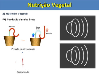 2) Nutrição Vegetal
IV) Condução da seiva Bruta
Pressão positiva da raiz
Capilaridade
Nutrição VegetalNutrição Vegetal
 