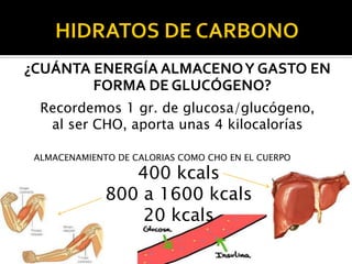 ¿CUÁNTA ENERGÍA ALMACENO Y GASTO EN
FORMA DE GLUCÓGENO?
Recordemos 1 gr. de glucosa/glucógeno,
al ser CHO, aporta unas 4 kilocalorías
ALMACENAMIENTO DE CALORIAS COMO CHO EN EL CUERPO

400 kcals
800 a 1600 kcals
20 kcals

 