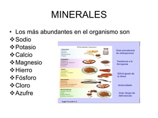 MINERALES Los más abundantes en el organismo son Sodio Potasio Calcio Magnesio Hierro Fósforo Cloro Azufre 