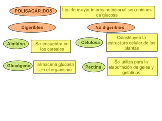 POLISACÁRIDOS Los de mayor interés nutricional son uniones de glucosa Digeribles No digeribles Almidón Se encuentra en los cereales Glucógeno almacena glucosa en el organismo Celulosa Constituyen la estructura celular de las plantas Pectina Se utiliza para la elaboración de geles y gelatinas 