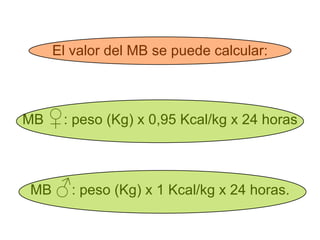 El valor del MB se puede calcular: MB  ♀ : peso (Kg) x 0,95 Kcal/kg x 24 horas MB  ♂ : peso (Kg) x 1 Kcal/kg x 24 horas. 