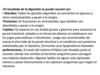 El resultado de la digestión se puede resumir así: Glúcidos:  Todos los glúcidos digeribles se convierten en glucosa y otros monosacáridos y pasan a la sangre.  Proteínas:  Se fraccionan en aminoácidos, que también son absorbidos y pasan a la sangre.  Lípidos:  Se separan en sus ácidos grasos y glicerina para atravesar la pared intestinal, aislados o en forma de jabones al combinarse con los jugos pancreáticos e intestinales. Luego son reconstruidos de nuevo al otro lado de la pared intestinal y se combinan con proteínas sintetizadas por el intestino, formando unas lipoproteínas llamadas  quilomicrones . A través del sistema linfático son llevadas junto al corazón, donde son vertidas al torrente sanguíneo para conseguir una máxima dispersión. Algunos lípidos no siguen este ajetreado camino y pasan directamente a los capilares sanguíneos que riegan el intestino. 