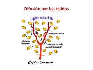 Difusión por los tejidos 