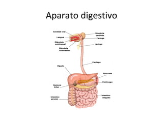 Aparato digestivo 
