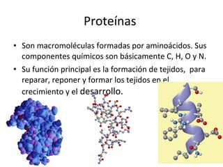 Proteínas  Son macromoléculas formadas por aminoácidos. Sus componentes químicos son básicamente C, H, O y N. Su función principal es la formación de tejidos,  para reparar, reponer y formar los tejidos en el crecimiento y el  desarrollo. 