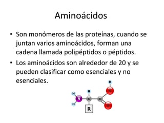 Aminoácidos  Son monómeros de las proteínas, cuando se juntan varios aminoácidos, forman una cadena llamada polipéptidos o péptidos. Los aminoácidos son alrededor de 20 y se pueden clasificar como esenciales y no esenciales. 