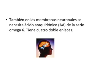 También en las membranas neuronales se necesita ácido araquidónico (AA) de la serie omega 6. Tiene cuatro doble enlaces. 