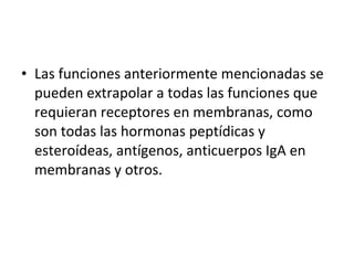 Las funciones anteriormente mencionadas se pueden extrapolar a todas las funciones que requieran receptores en membranas, como son todas las hormonas peptídicas y esteroídeas, antígenos, anticuerpos IgA en membranas y otros. 