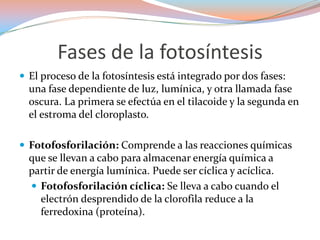 Fases de la fotosíntesisEl proceso de la fotosíntesis está integrado por dos fases: una fase dependiente de luz, lumínica, y otra llamada fase oscura. La primera se efectúa en el tilacoide y la segunda en el estroma del cloroplasto. Fotofosforilación: Comprende a las reacciones químicas que se llevan a cabo para almacenar energía química a partir de energía lumínica. Puede ser cíclica y acíclica. Fotofosforilación cíclica: Se lleva a cabo cuando el electrón desprendido de la clorofila reduce a la ferredoxina(proteína). 
