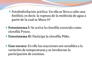 Fotofosforilaciónacíclica: En ella se lleva a cabo una fotólisis; es decir, la ruptura de la molécula de agua a partir de la cual se libera H+ Fotosistema I: Se activa la clorofila conocida como clorofila P7000. Fotosistema II: Participa la clorofila P680.Fase oscura: En ella las reacciones son sensibles a la variación de temperaturas y se involucran la participación de enzimas. 