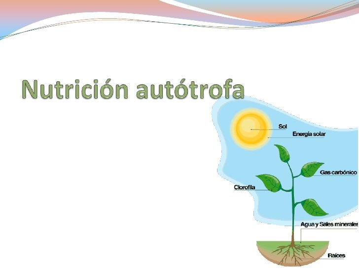 Nutrición