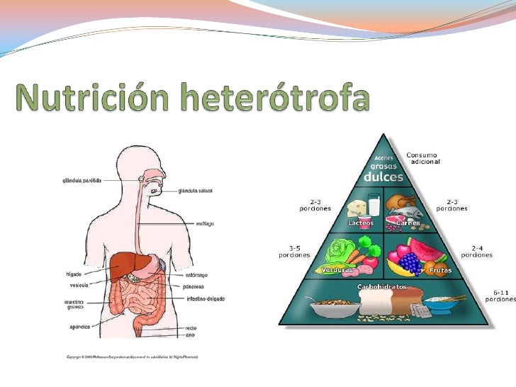 Resultado de imagen para 16. NUTRICIÓN AUTÓTROFA, HETERÓTROFA