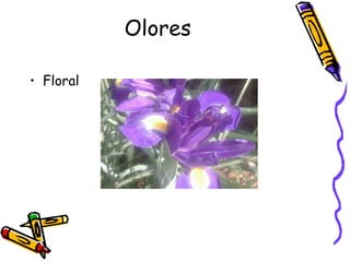 Olores Floral 