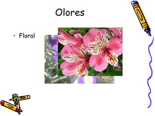 Olores Floral 