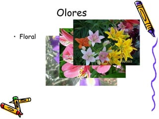 Olores Floral 