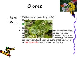 Olores Floral Menta (Del lat.  menta,  y este del gr. μίνθα). Hierbabuena Hierbabuena . (De  hierba  y  buena ). 1. f. Planta herbácea, vivaz, de la familia de las Labiadas, con tallos erguidos, poco ramosos, de cuatro a cinco decímetros, hojas vellosas, elípticas, agudas, nerviosas y aserradas, flores rojizas en grupos axilares, y fruto seco con cuatro semillas. Se cultiva mucho en las huertas, es de  olor agradable  y se emplea en condimentos. 