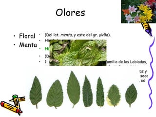 Olores Floral Menta (Del lat.  menta,  y este del gr. μίνθα). Hierbabuena Hierbabuena . (De  hierba  y  buena ). 1. f. Planta herbácea, vivaz, de la familia de las Labiadas, con tallos erguidos, poco ramosos, de cuatro a cinco decímetros, hojas vellosas, elípticas, agudas, nerviosas y aserradas, flores rojizas en grupos axilares, y fruto seco con cuatro semillas. Se cultiva mucho en las huertas, es de  olor agradable  y se emplea en condimentos. 