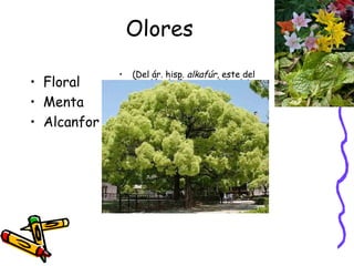 Olores Floral Menta Alcanfor (Del ár. hisp.  alkafúr , este del ár. clás.  kāfūr , este del pelvi  kāpūr,  y este del sánscr.  karpūrā ). 1.  m. Producto sólido, cristalino, blanco, urente y de olor penetrante característico, que se obtiene del alcanforero tratando las ramas con una corriente de vapor de agua y se utiliza principalmente en la fabricación del celuloide y de la pólvora sin humo y, en medicina, como estimulante cardíaco. 