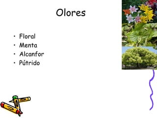 Olores Floral Menta Alcanfor Pútrido 