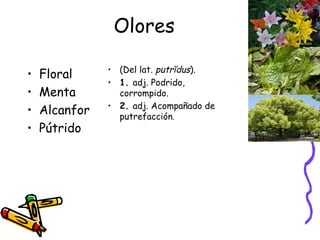 Olores Floral Menta Alcanfor Pútrido (Del lat.  putrĭdus ). 1.  adj. Podrido, corrompido. 2.  adj. Acompañado de putrefacción . 