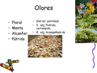 Olores Floral Menta Alcanfor Pútrido (Del lat.  putrĭdus ). 1.  adj. Podrido, corrompido. 2.  adj. Acompañado de putrefacción. 