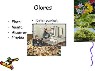 Olores Floral Menta Alcanfor Pútrido (Del lat.  putrĭdus ). 1.  adj. Podrido, corrompido. 2.  adj. Acompañado de putrefacción. 