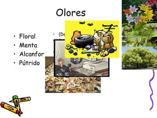 Olores Floral Menta Alcanfor Pútrido (Del lat.  putrĭdus ). 1.  adj. Podrido, corrompido. 2.  adj. Acompañado de putrefacción. 
