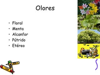 Olores Floral Menta Alcanfor Pútrido Etéreo 