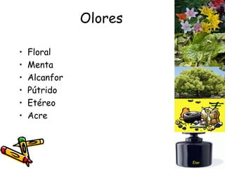 Olores Floral Menta Alcanfor Pútrido Etéreo Acre Éter 