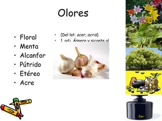 Olores Floral Menta Alcanfor Pútrido Etéreo Acre (Del lat.  acer, acris ). 1. adj. Áspero y picante al gusto y al olfato, como el sabor y el olor del ajo, del fósforo, etc Éter 