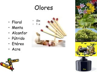 Olores Floral Menta Alcanfor Pútrido Etéreo Acre (Del lat.  acer, acris ). 1. adj. Áspero y picante al gusto y al olfato, como el sabor y el olor del ajo, del fósforo, etc Éter 